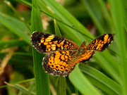 6th Aug 2019 - pearl crescent butterfly