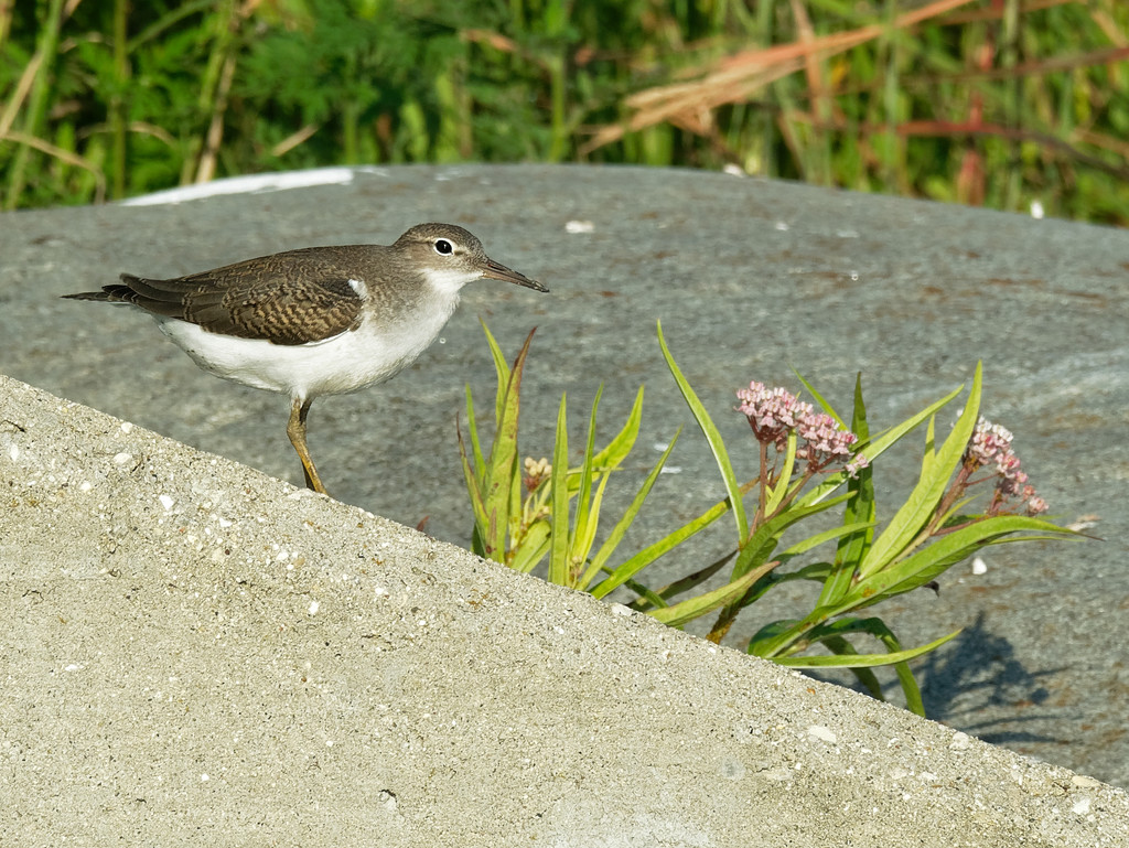 sandpiper with milkweed by rminer