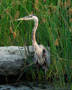 5th Aug 2019 - great blue heron