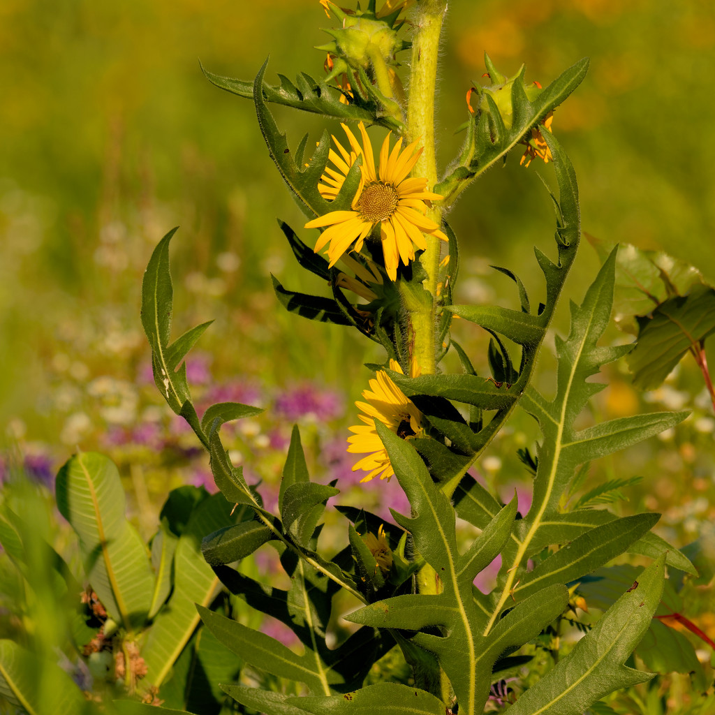 sunflower wildflowers by rminer