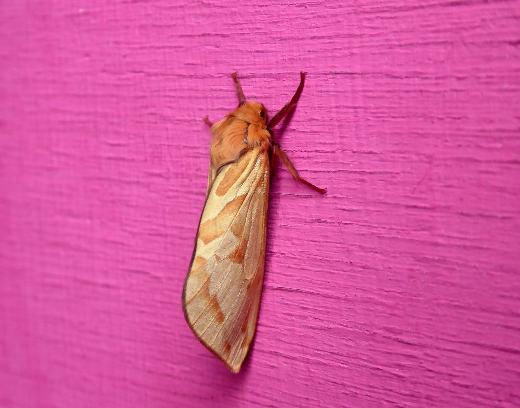 Ghost moth by steveandkerry
