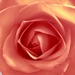 Roses 2 by narayani