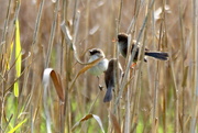 7th Aug 2019 - Party in the reeds