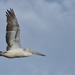 Pelican Fly By DSC_4861 by merrelyn