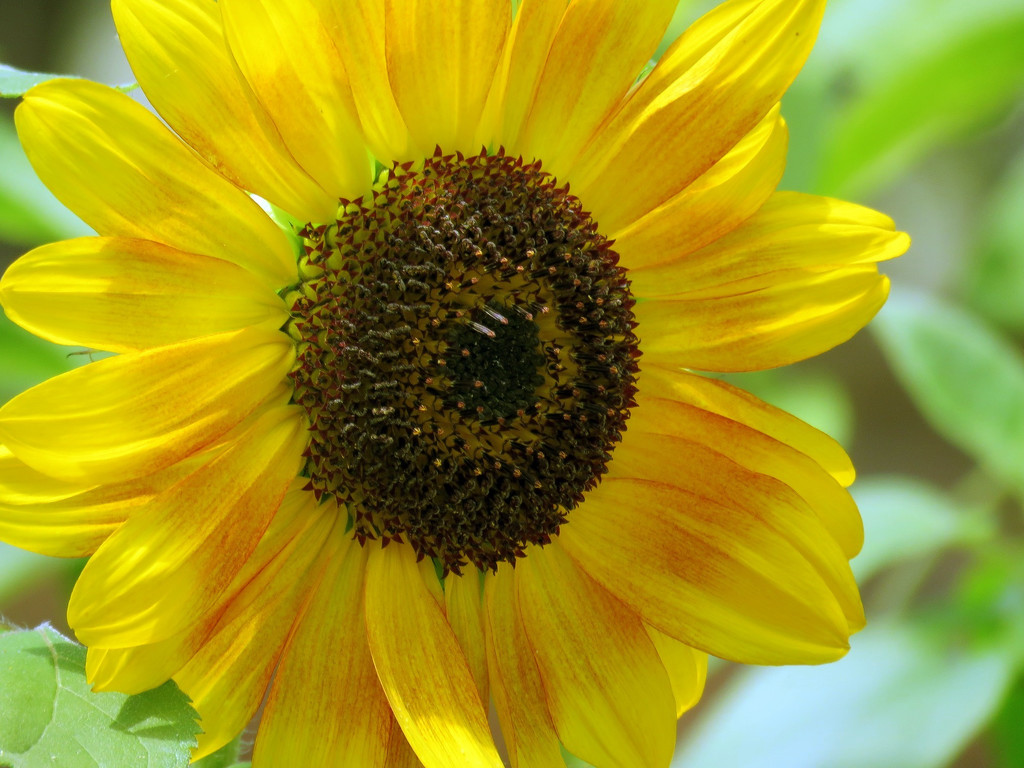 Sublime Sunflower by seattlite