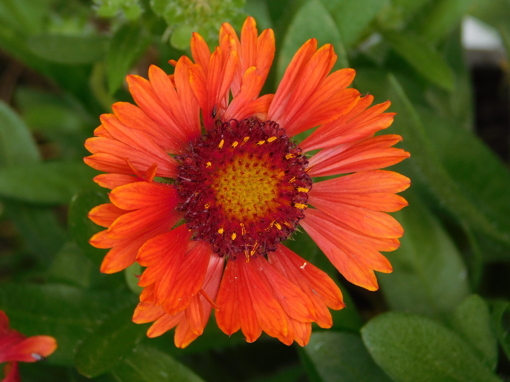 Orange beauty - new plant waiting to find a spot in the garden by 365anne