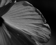 7th Aug 2019 - August 7: Abstract BW Hibiscus