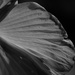 August 7: Abstract BW Hibiscus by daisymiller