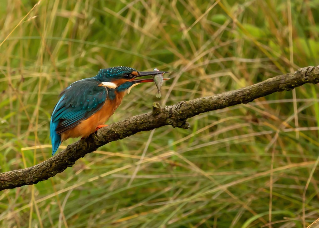 Kingfisher with dinner by shepherdmanswife