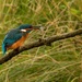 Kingfisher with dinner by shepherdmanswife