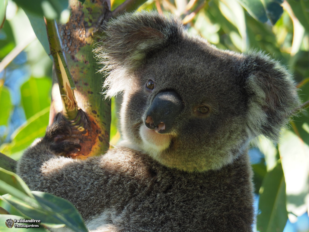 Frankie by koalagardens