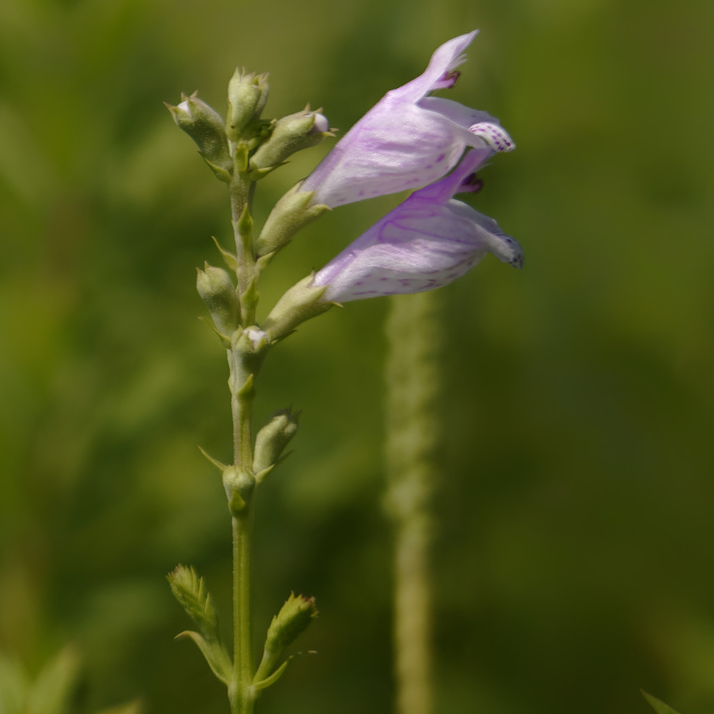 obedient plant? by rminer