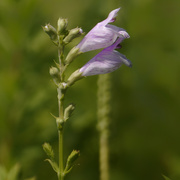 7th Aug 2019 - obedient plant?