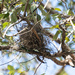Nest  by sugarmuser