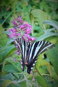 7th Aug 2019 - A ragged zebra swallowtail