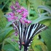 A ragged zebra swallowtail by tunia
