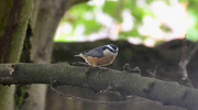 7th Aug 2019 - Red-breasted Nuthatch