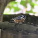 Red-breasted Nuthatch by stephomy