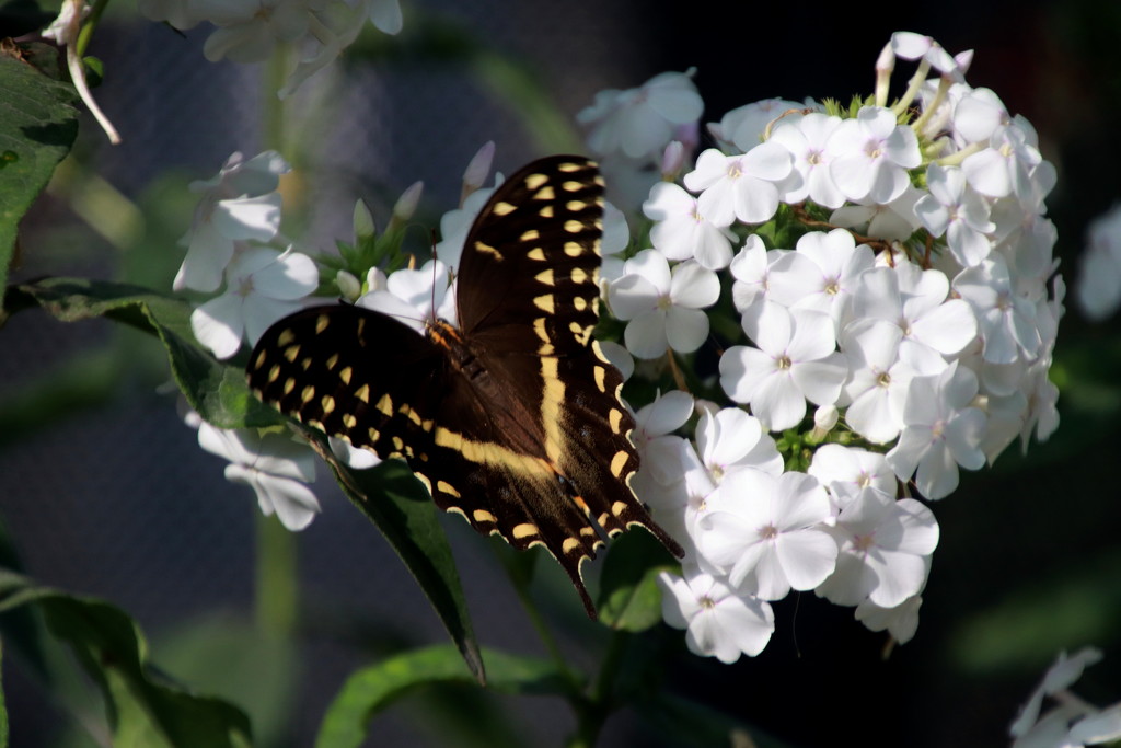 Butterfly And A White Flower by randy23