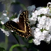 Butterfly And A White Flower by randy23