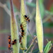 Milkweed Bugs by genealogygenie
