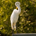 Bashful Egret! by rickster549