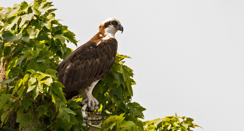 Osprey at a Different Loacation! by rickster549