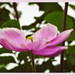 In the pink (2) by beryl