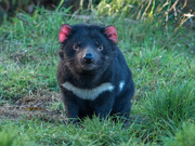 31st Jul 2019 - Tasmanian Devil