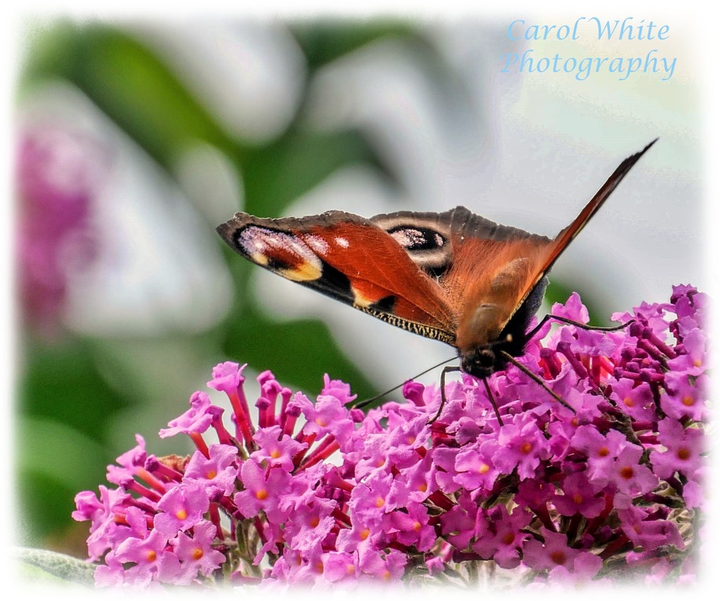 Peacock Butterfly And Buddleia by carolmw