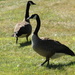 Neighborhood Canada Geese by rob257