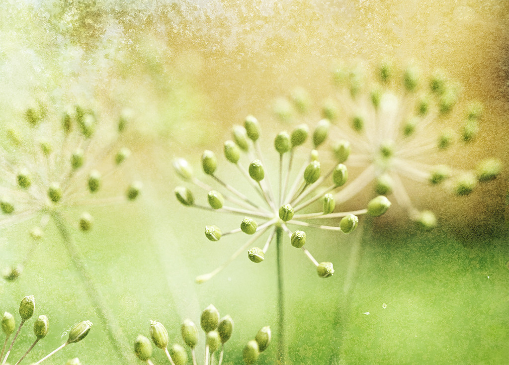 Dill Flowers in the Late Afternoon by gardencat