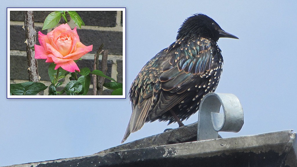 A Church garden rose and a starling. by grace55