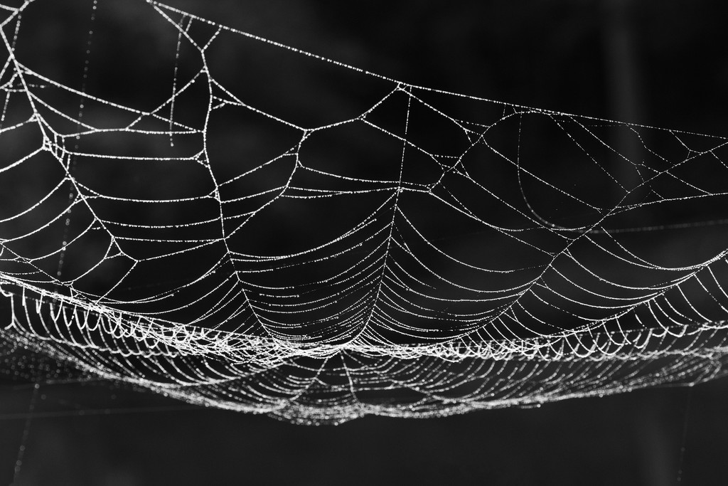 LHG_1245 Spider web  by rontu