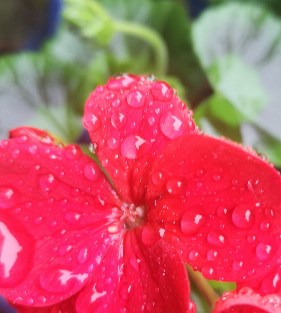 A splash of colour on a rainy day  by plainjaneandnononsense