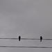 swallows by christophercox