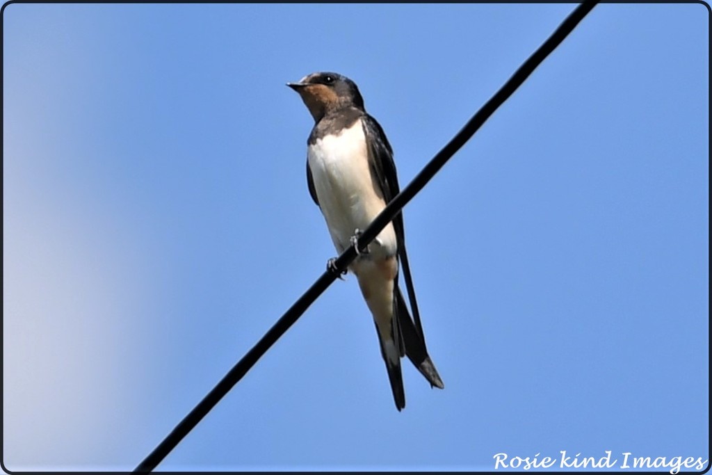 Lovely swallow by rosiekind