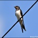 Lovely swallow by rosiekind