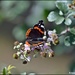 Red Admiral by rosiekind
