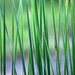 The Tall Grass by genealogygenie
