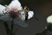8th Aug 2019 - Hoverfly..........