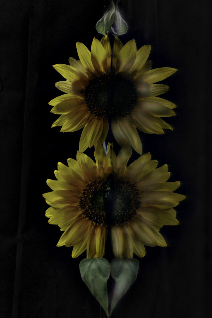 Sunflowers' Reflection (Ribbetted) by 30pics4jackiesdiamond