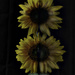 Sunflowers' Reflection (Ribbetted) by 30pics4jackiesdiamond