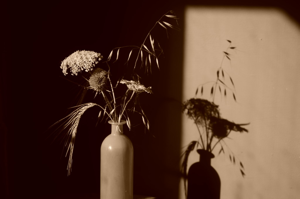 Still Life in Sepia by fbailey
