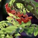 Rowan Berries by carole_sandford