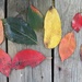 Fall Leaves in August by julie