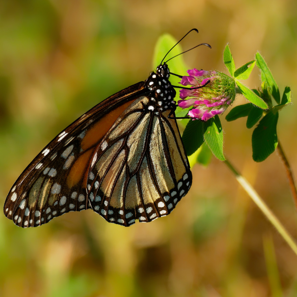 monarch on clover by rminer