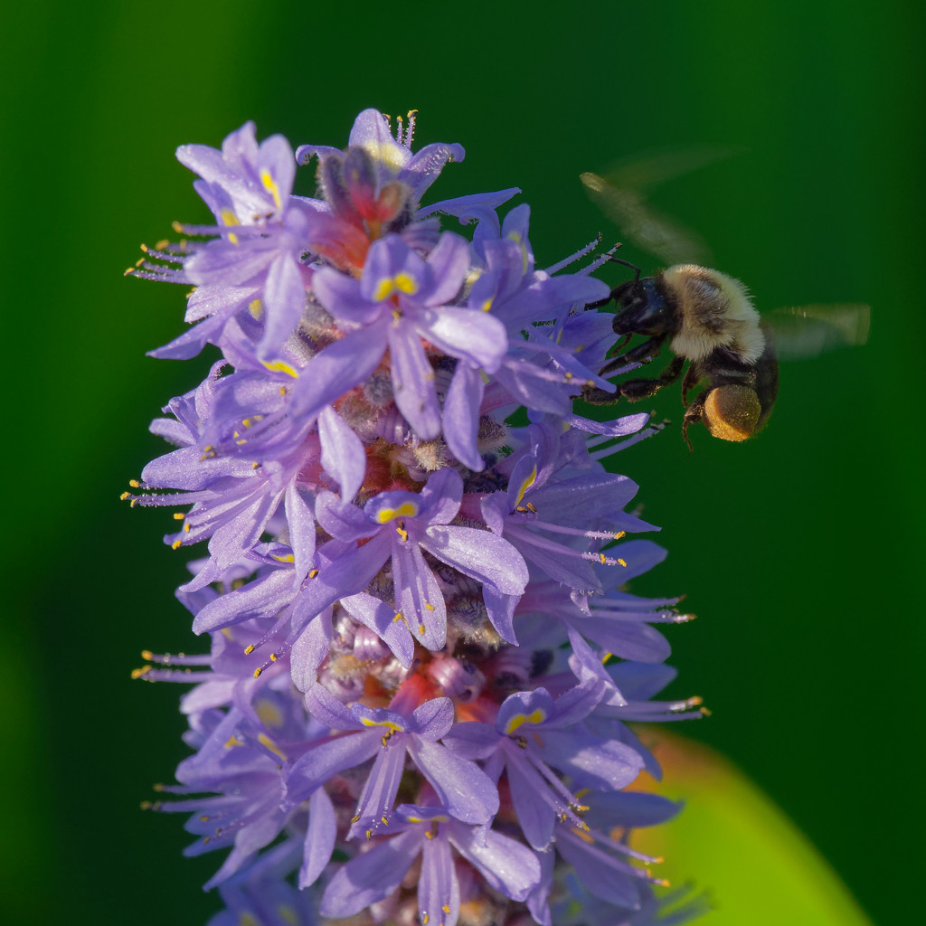Pickerelweed and bumble bee by rminer