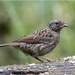Dunnock by pcoulson