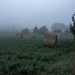 In the Mist by farmreporter